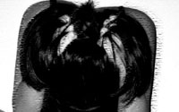 Abus Sexuels, Traitements par les Mouvements Alternatifs dans le cadre d’abus sexuels avec ou sans violence par l'EMDR, l'IMO ou l'HTSMA Abus Sexuels, Traitements par les Mouvements Alternatifs dans le cadre d’abus sexuels avec ou sans violence par l'EMDR, l'IMO ou l'HTSMA