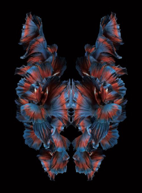 BRAINSPOTTING: trouver le point oculaire qui apaise.