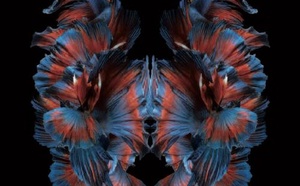 BRAINSPOTTING: trouver le point oculaire qui apaise.