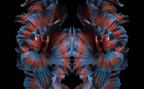 BRAINSPOTTING: trouver le point oculaire qui apaise.